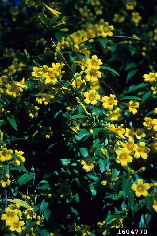Carolina Jessamine: Positive Attributes and Caveats