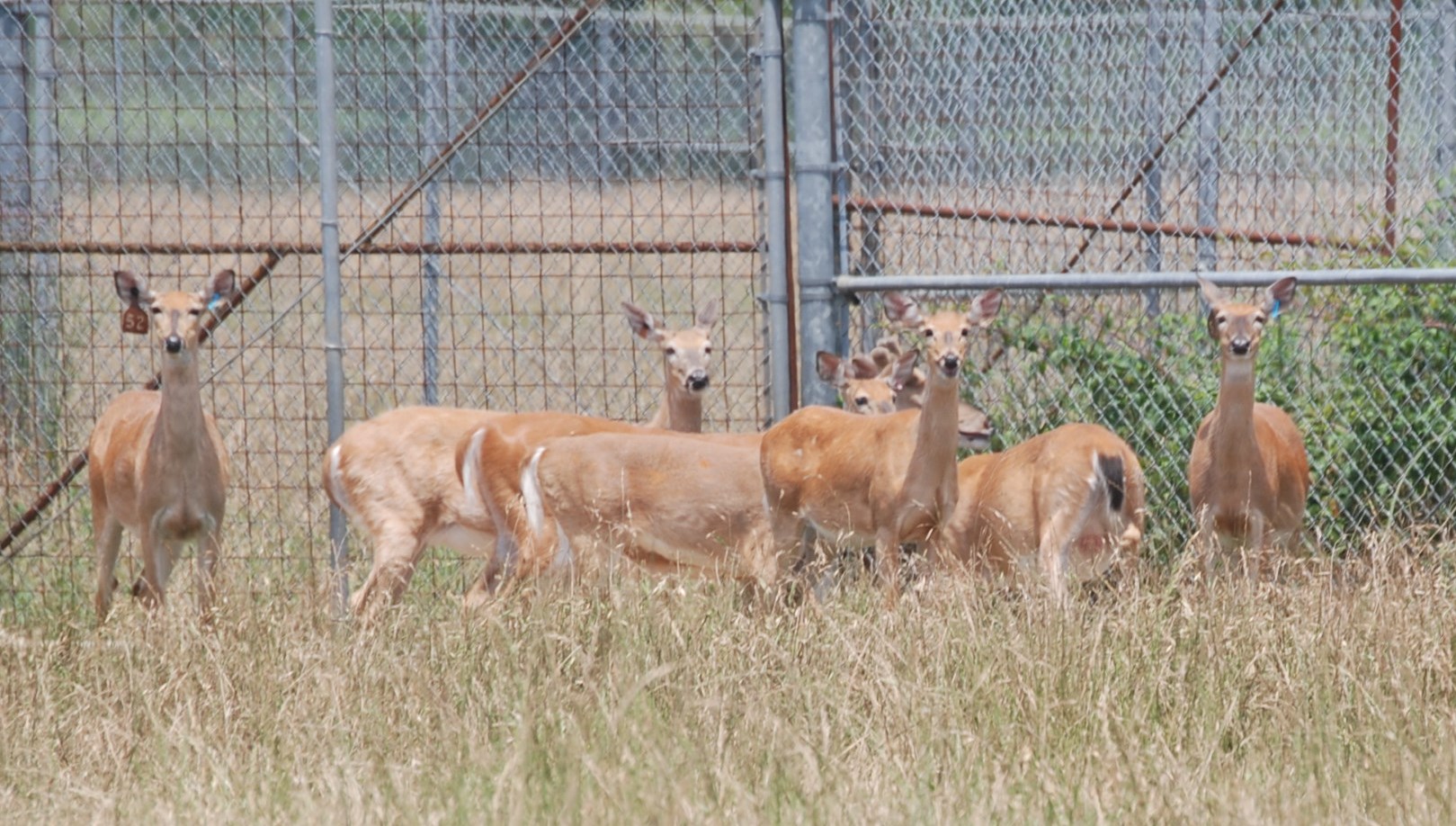 Wildlife field day set for April 29 in Clinton