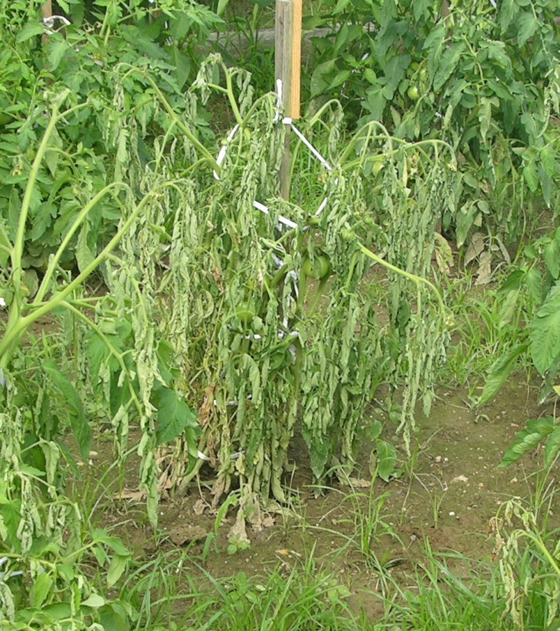 Tomato Southern Blight