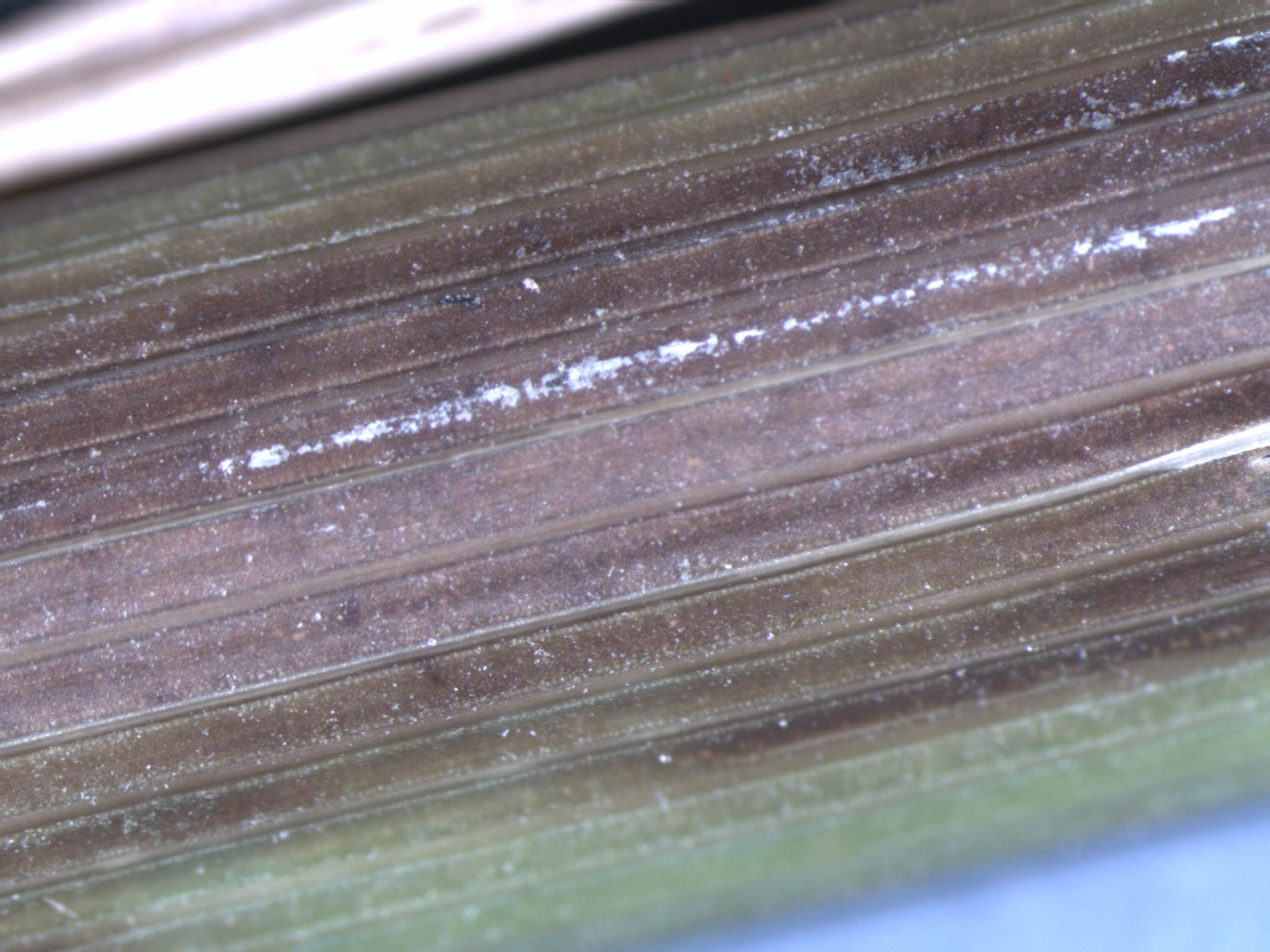 Close Up View of Sheath Rot Lesion