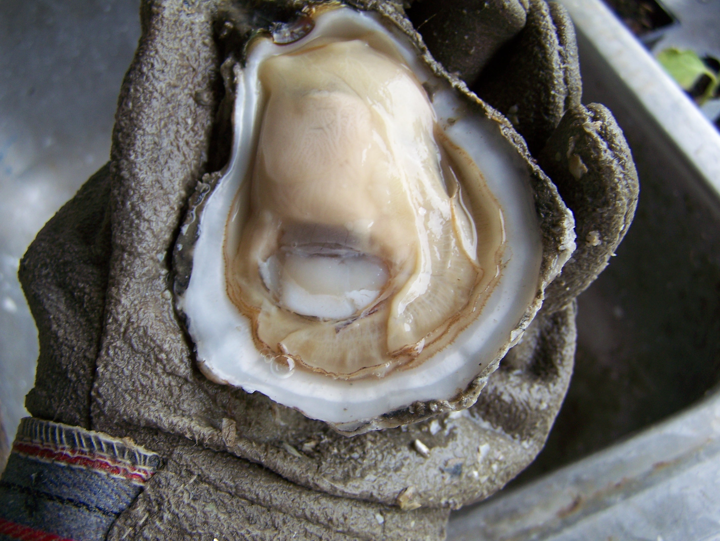 Understanding growth, mortality of Louisiana oysters helps ensure sustainability