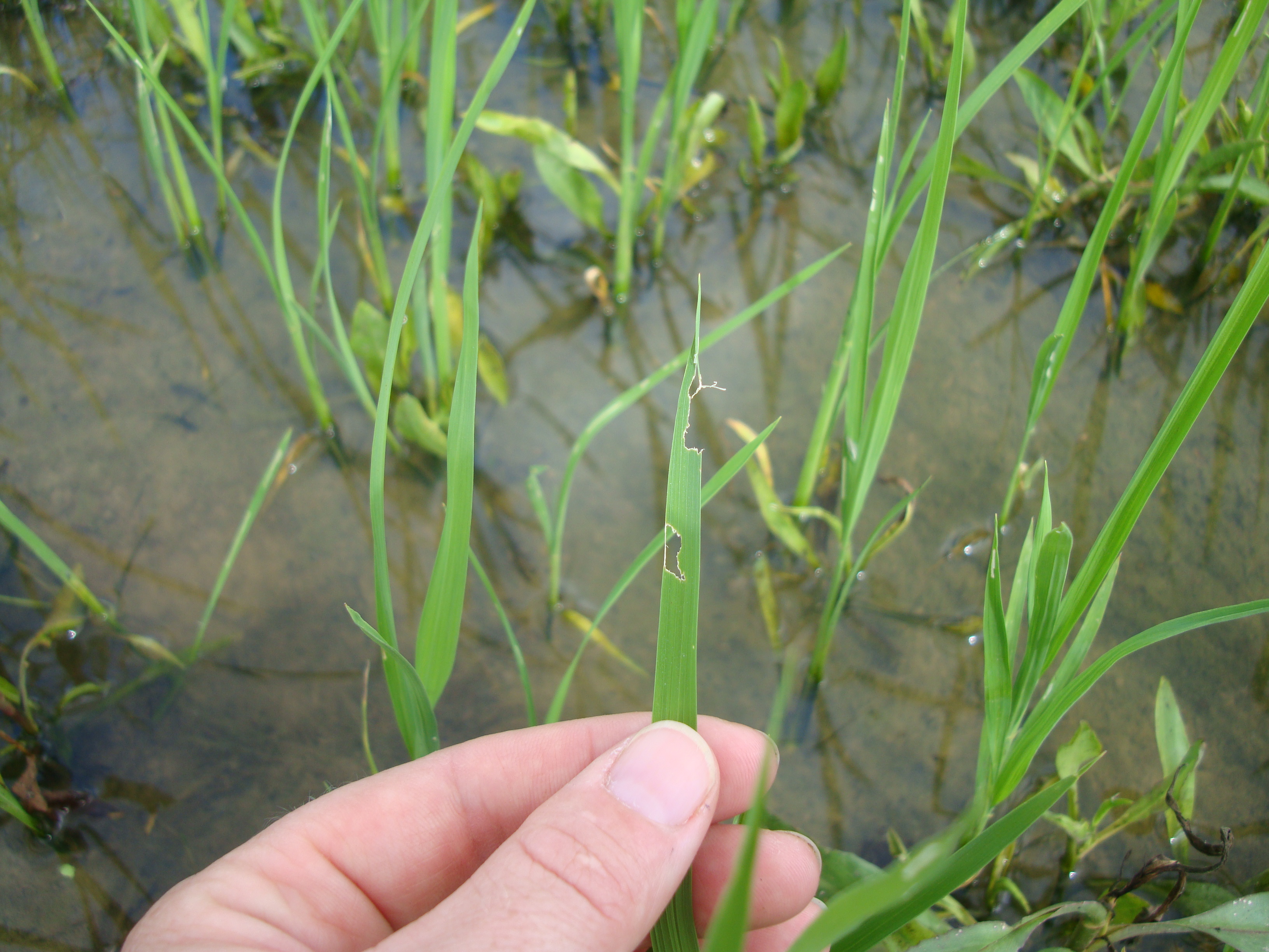Fall armyworm injury. Larvae feed on most grasses found in and around rice fields.
