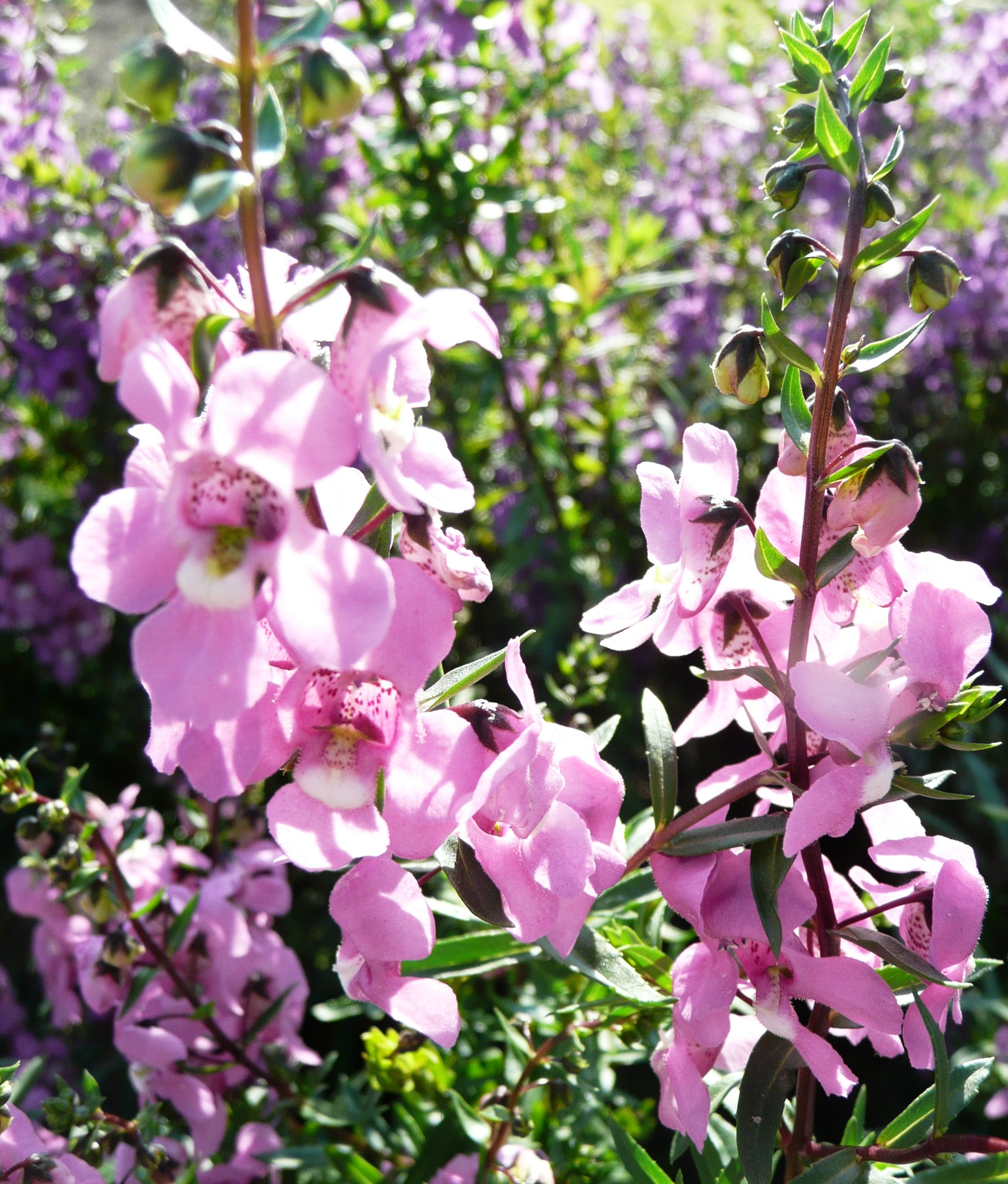 Angelonias offer good landscape performance