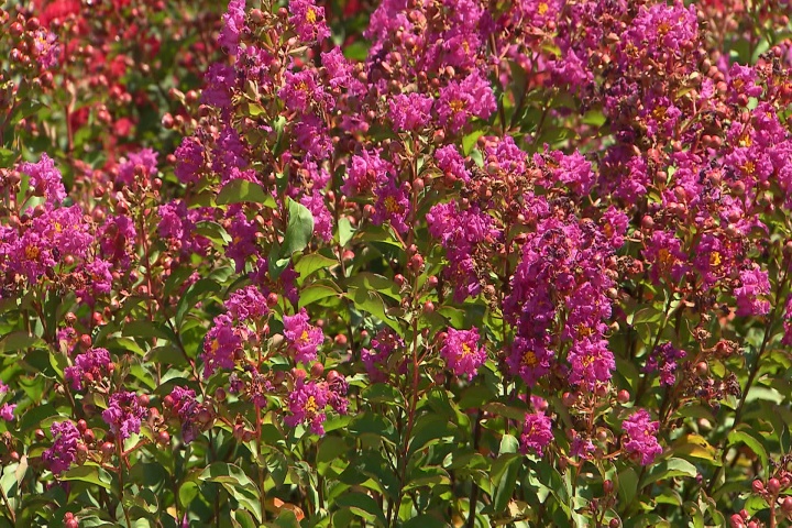 Cercospora on crape myrtles not a major problem