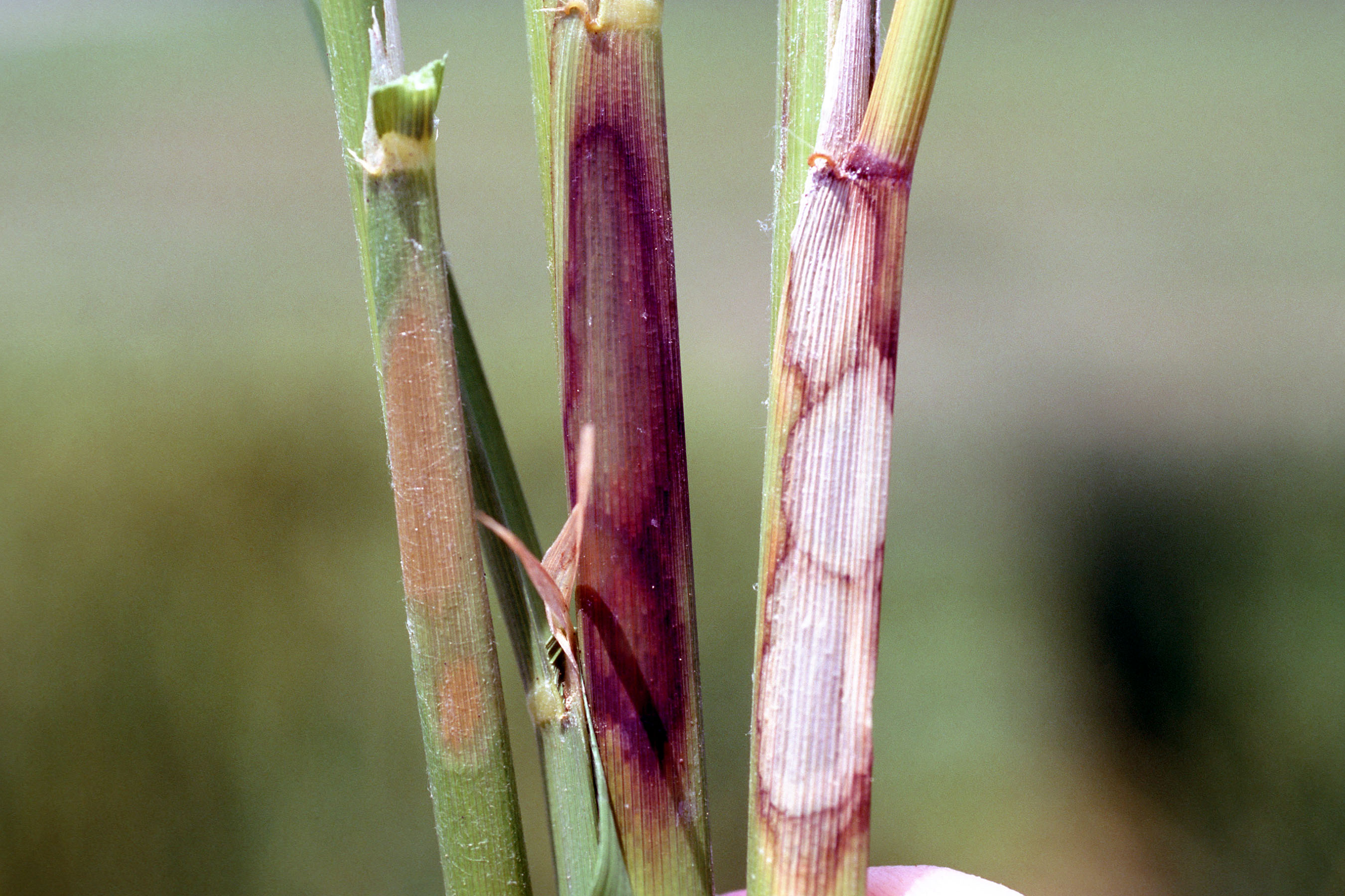 Sheath Blight Lesion 2