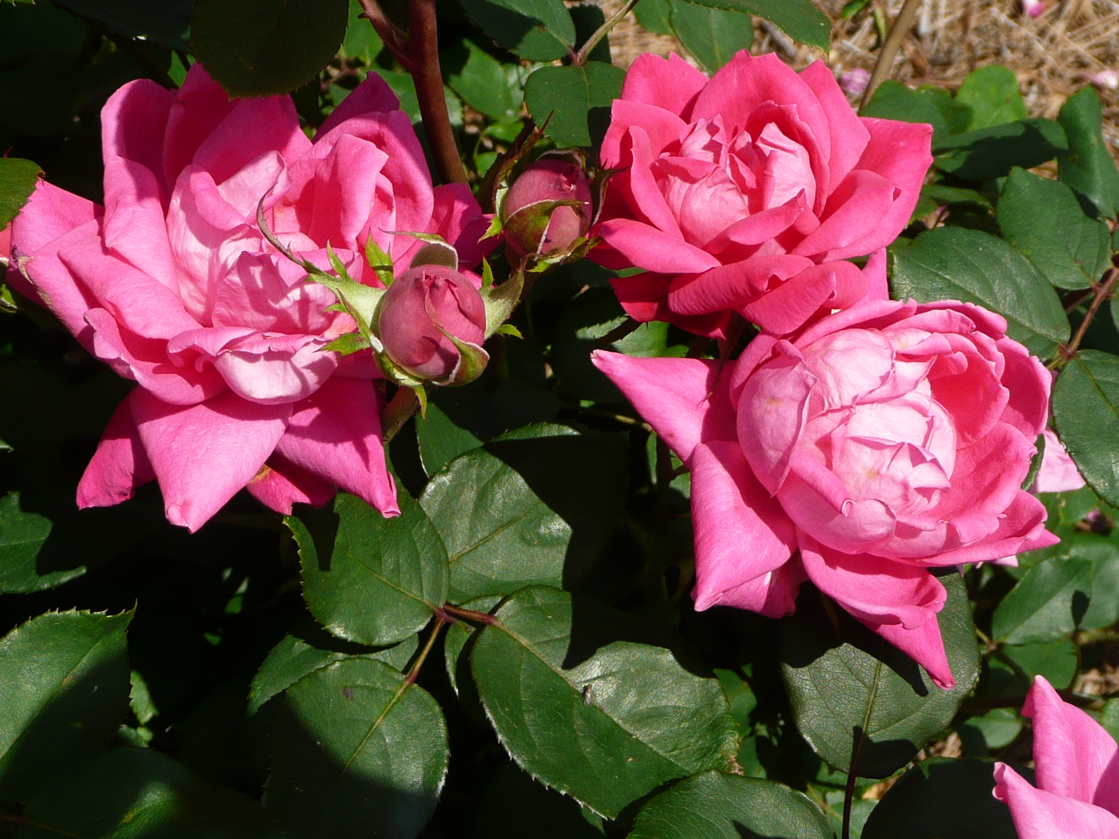 February care enhances spring, summer roses