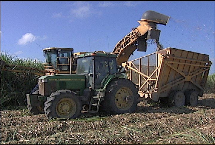 Weather helps sugarcane harvest move quickly