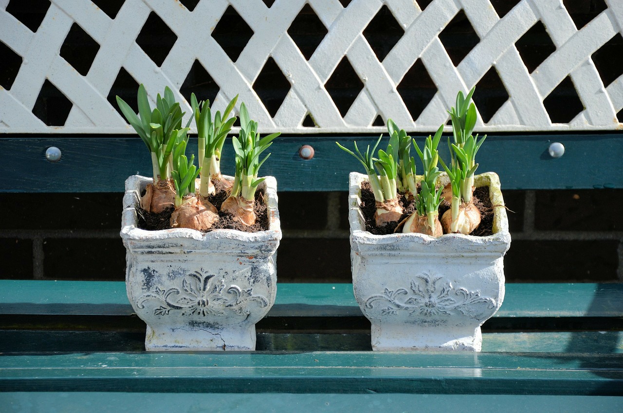 Summer Bulbs