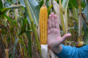 Super U urea corn
