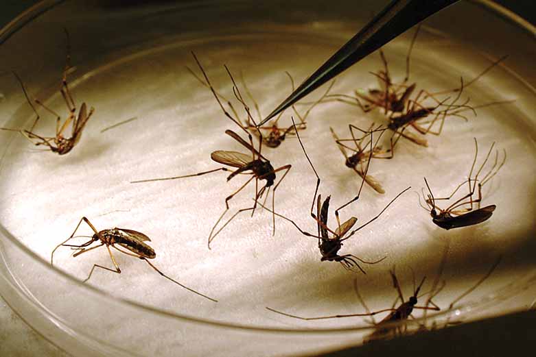 Mosquito