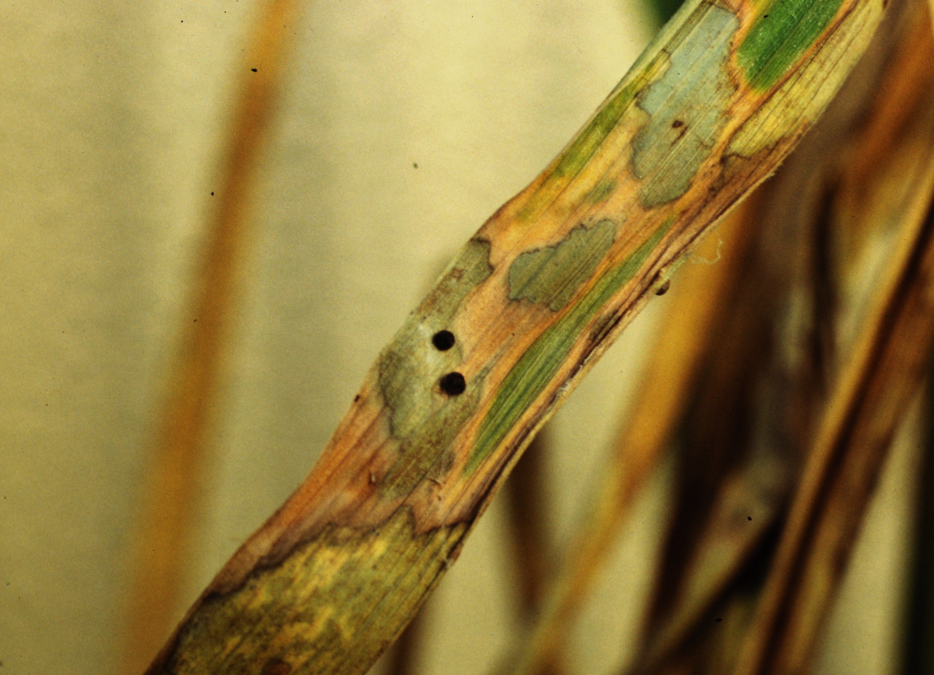 Sclerotia Development