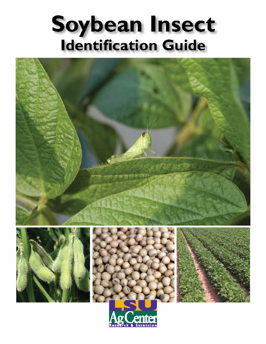 Soybean Insect Identification Guide