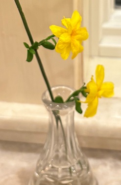 Roots, Shoots, Fruits & Flowers: Magnolia Leafspot, Pear Varieties, Whiteflies, and Primrose Jasmine