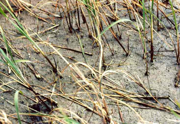 Rice Plant Death