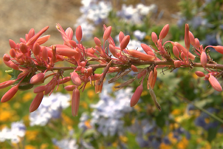 Red yucca is a great low-maintenance succulent