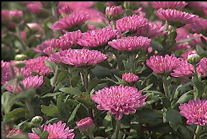 Chrysanthemums offer spectacular fall color