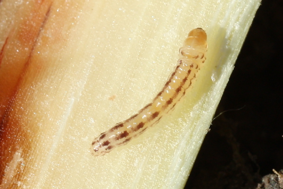 Mexican rice borer larva (approx. 4th instar).