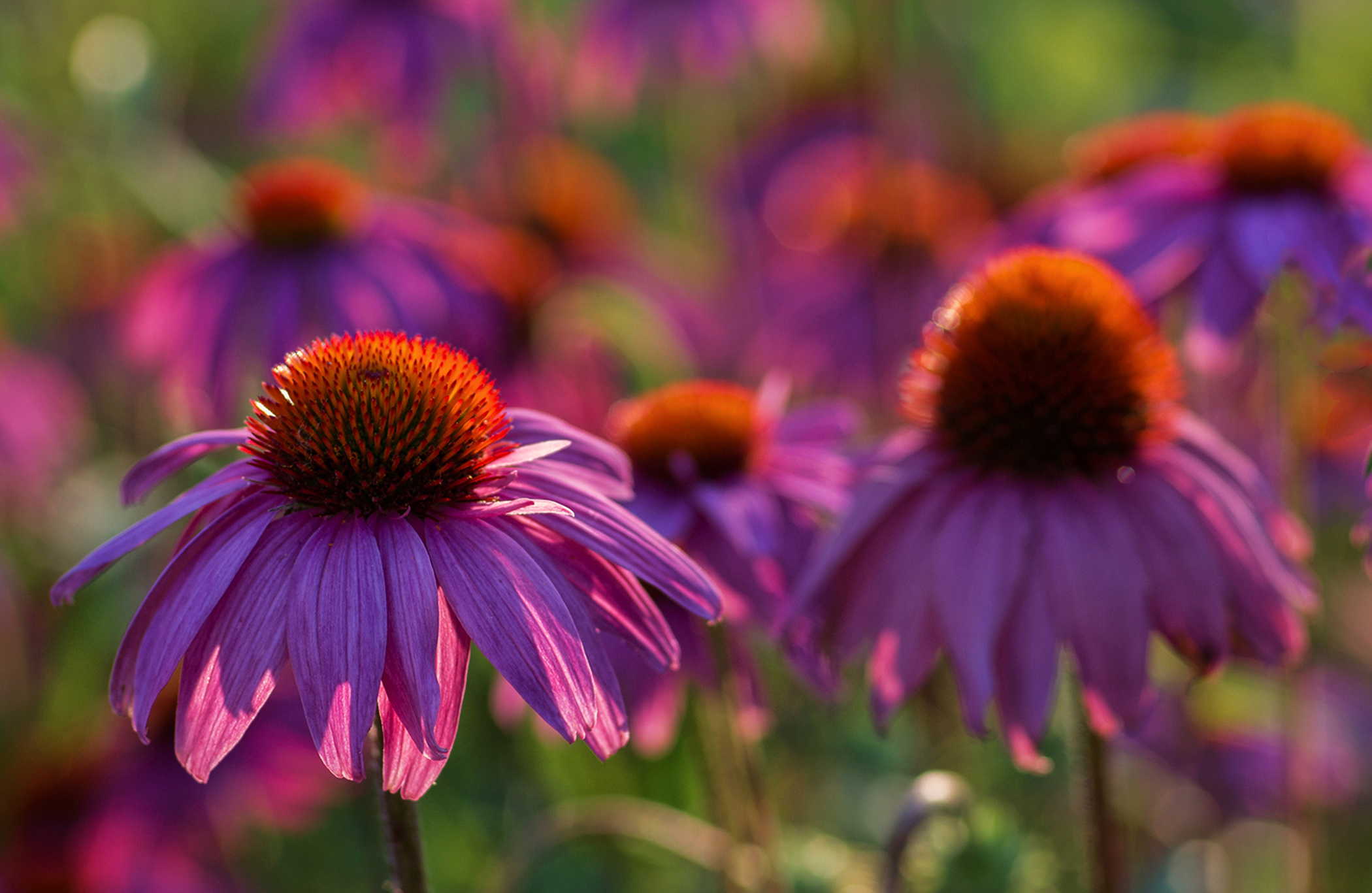 LSU AgCenter experts help gardeners 'Get It Growing' with 2019 lawn and garden calendar