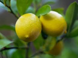 Mirlitons & Louisiana Citrus