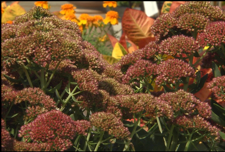 Sedums are diverse fall-blooming perennials