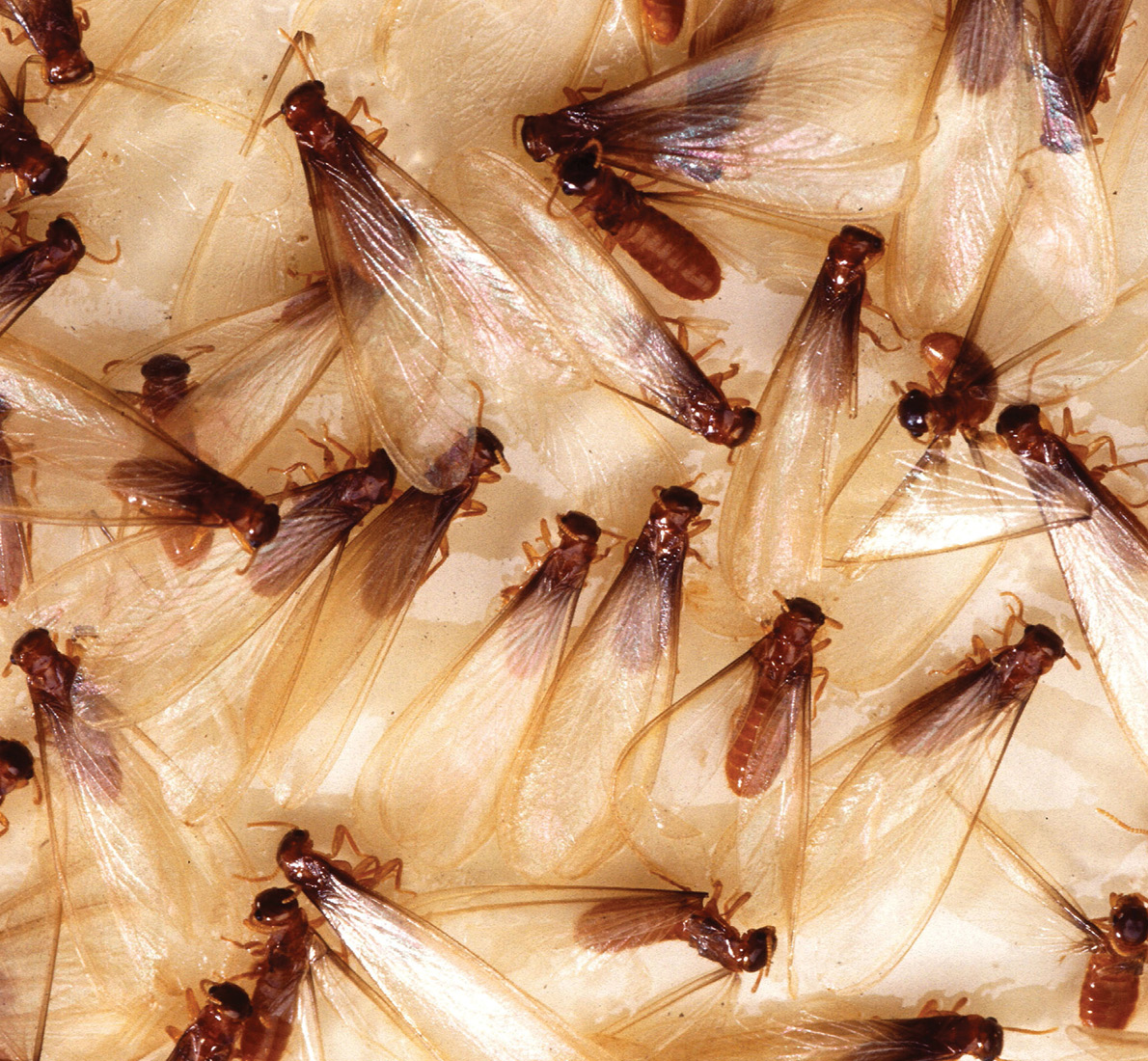 Formosan subterranean termite