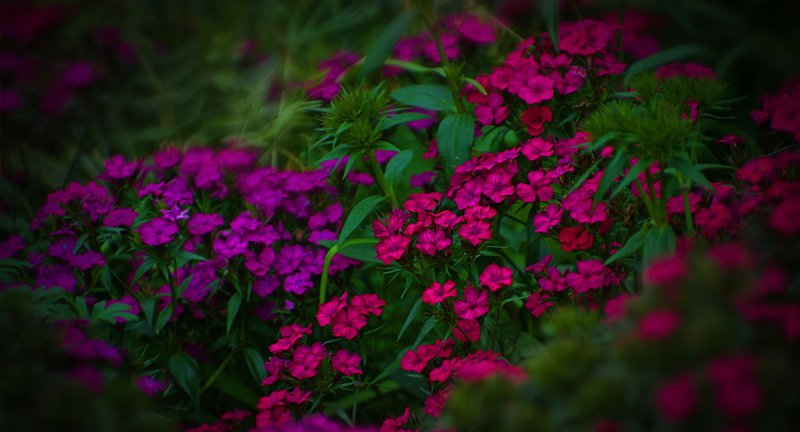 Dianthus
