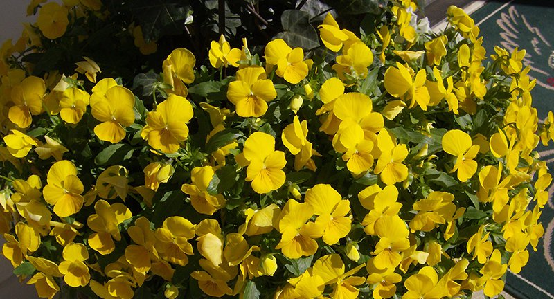 Violas