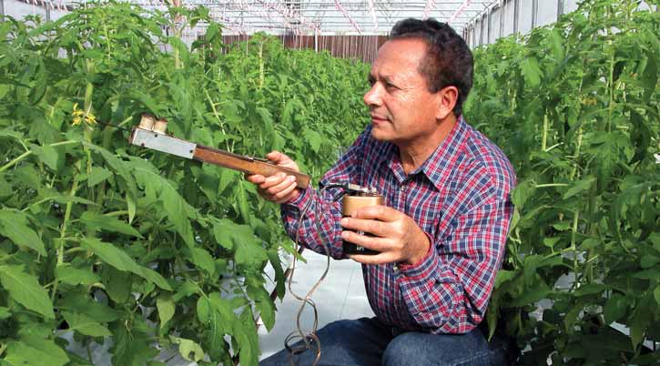 Pollinating Greenhouse Tomatoes with Vibrators, Blowers