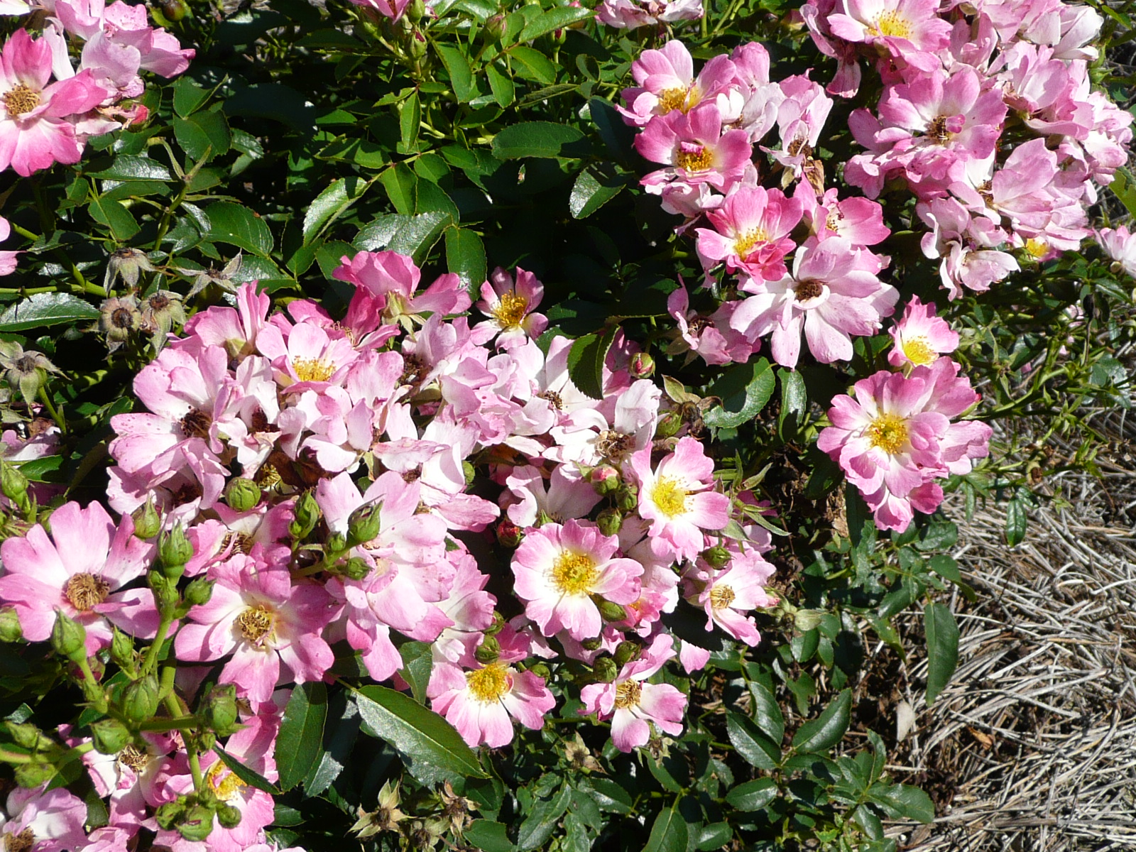 Drift Pink
