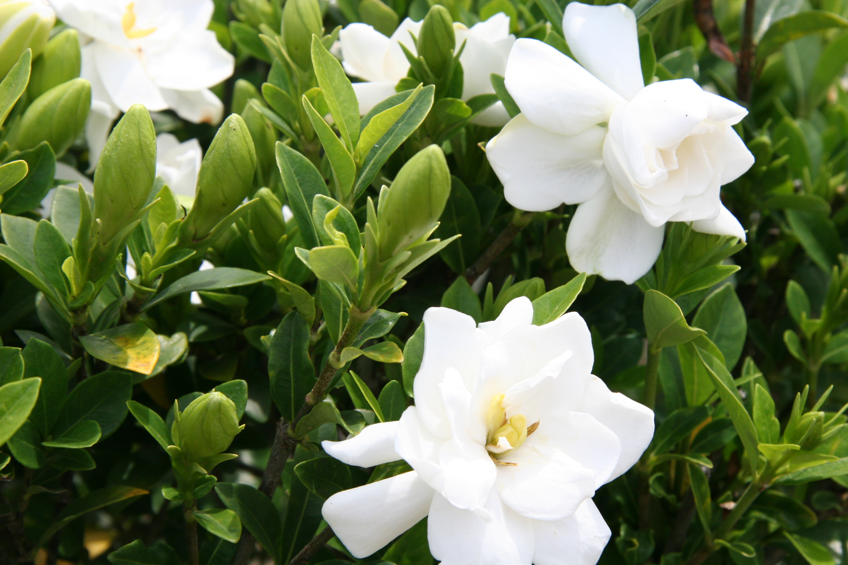 Gardenia Jubilation