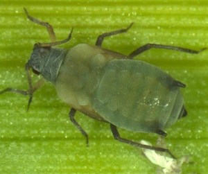 Aphids in Grain Sorghum