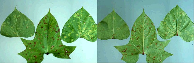 White Rust