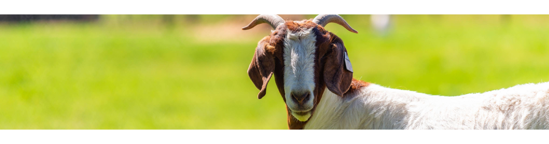 Sheep and Goats