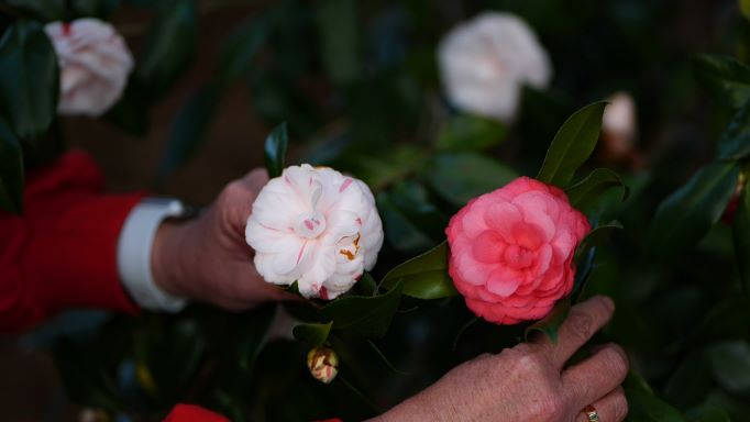 Get It Growing: Some camelias offer an unexpected surprise