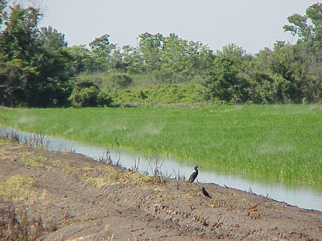 Rice Seed Midge Swarm