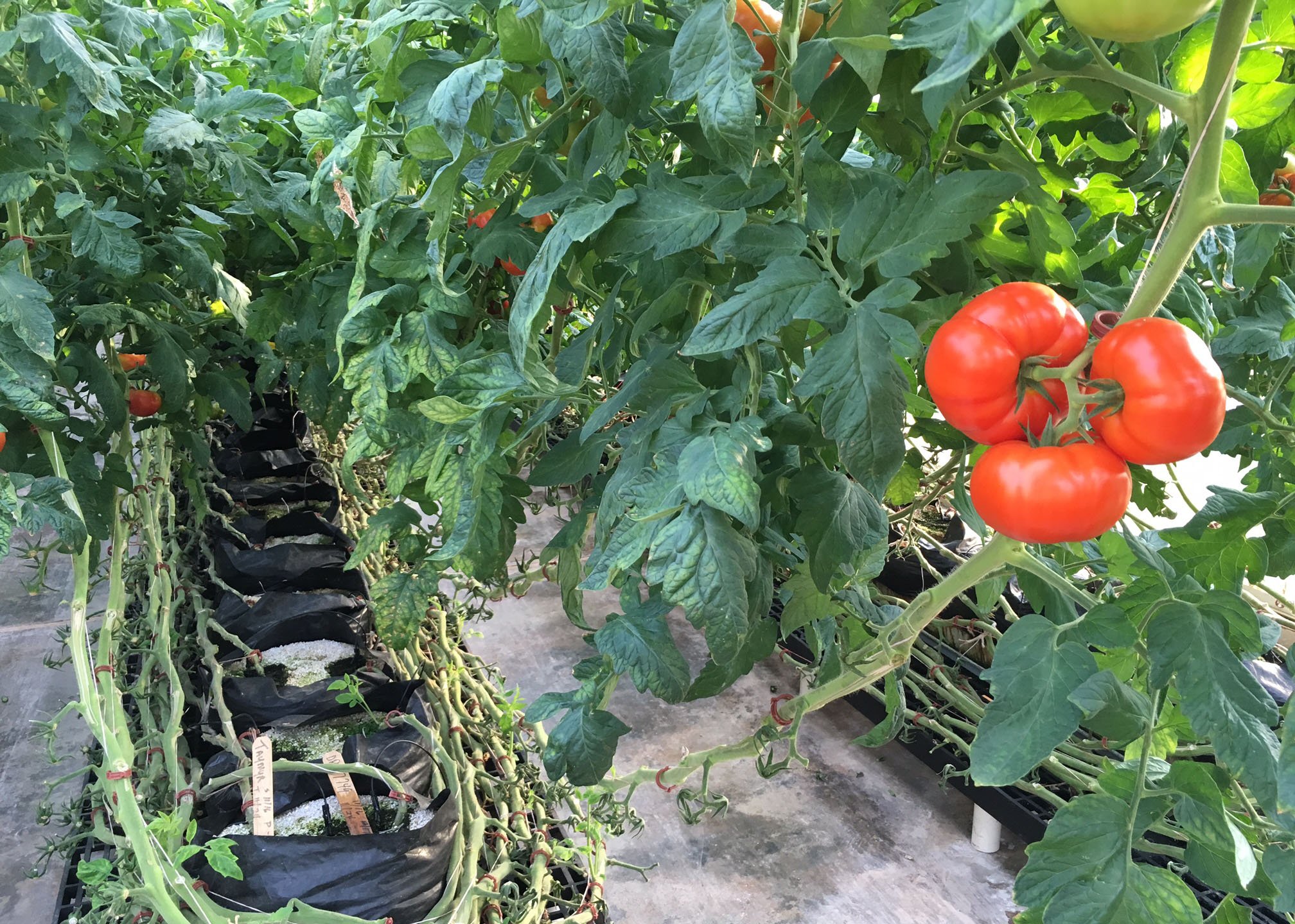 Impact of Salinity Stress Using Recycled Potting Media in Greenhouse Tomato Production 