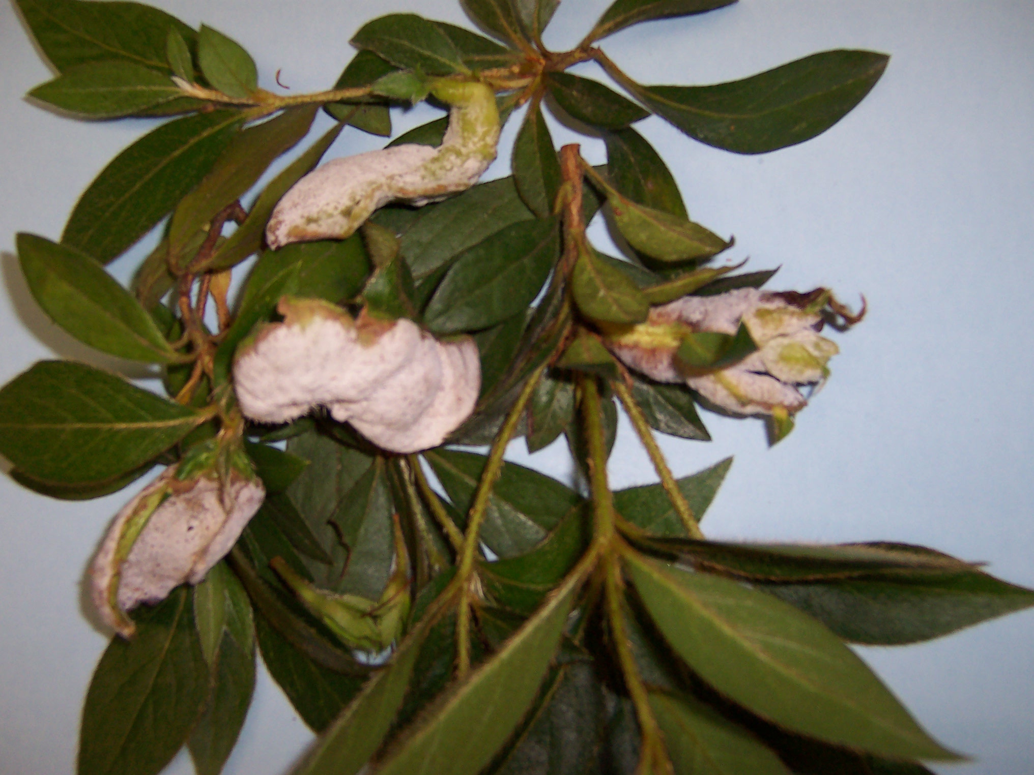 Leaf Galls or Exobasidium Galls