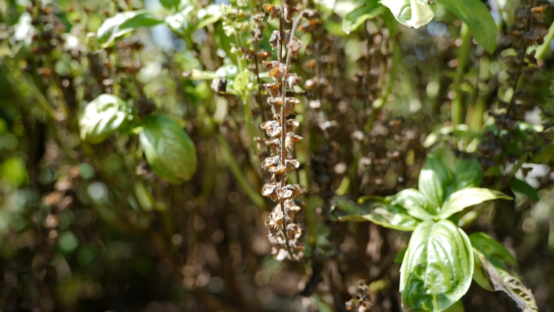 Get It Growing: Get It Growing: How to gather seeds from herbs
