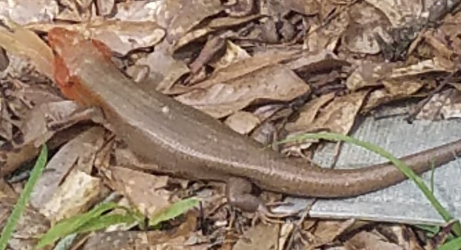8.22_fig_4_skink_Douglas_Hicks.jpg thumbnail
