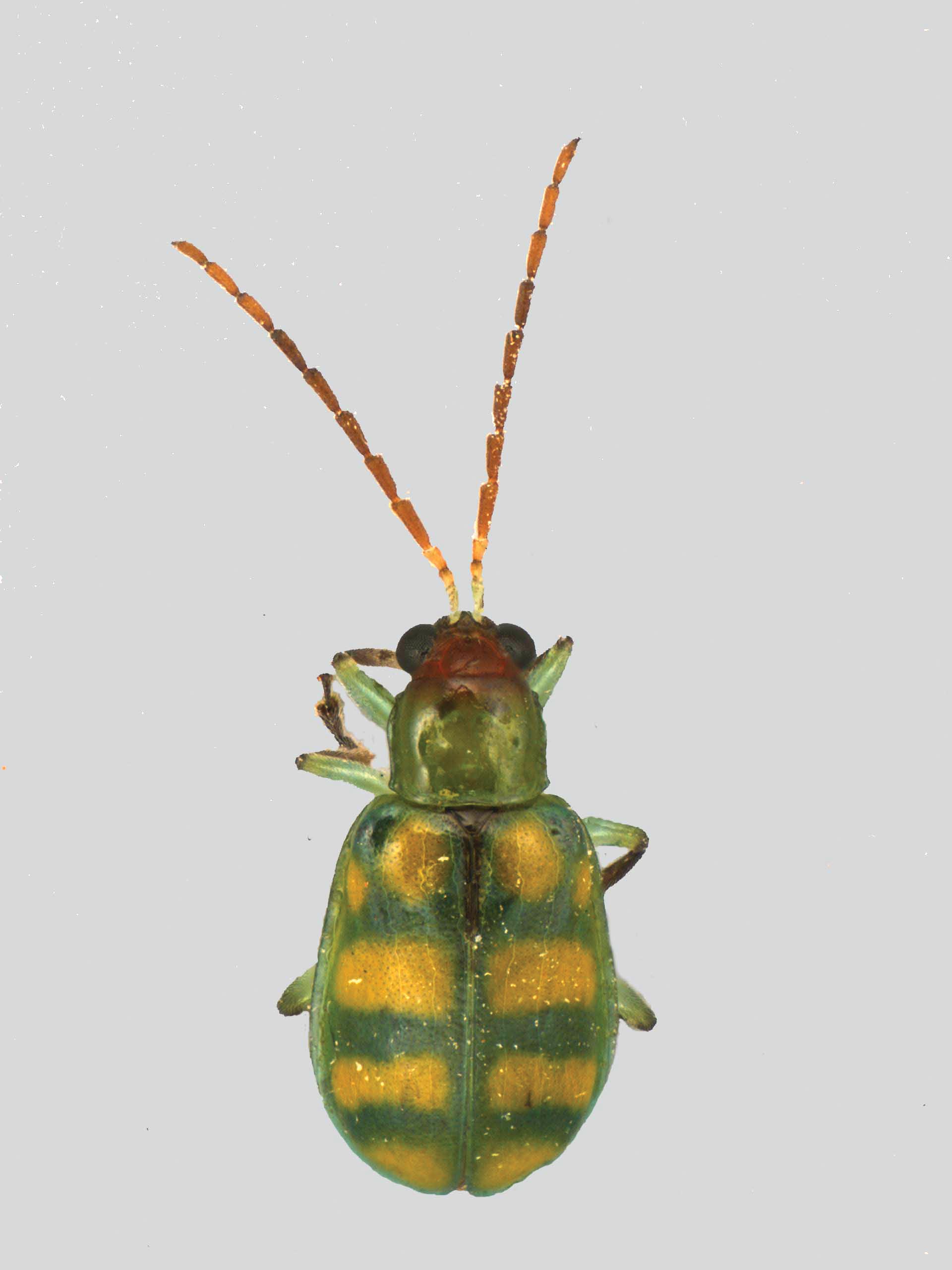 Season-long Management of the Banded Cucumber Beetle in Louisiana Sweet Potatoes