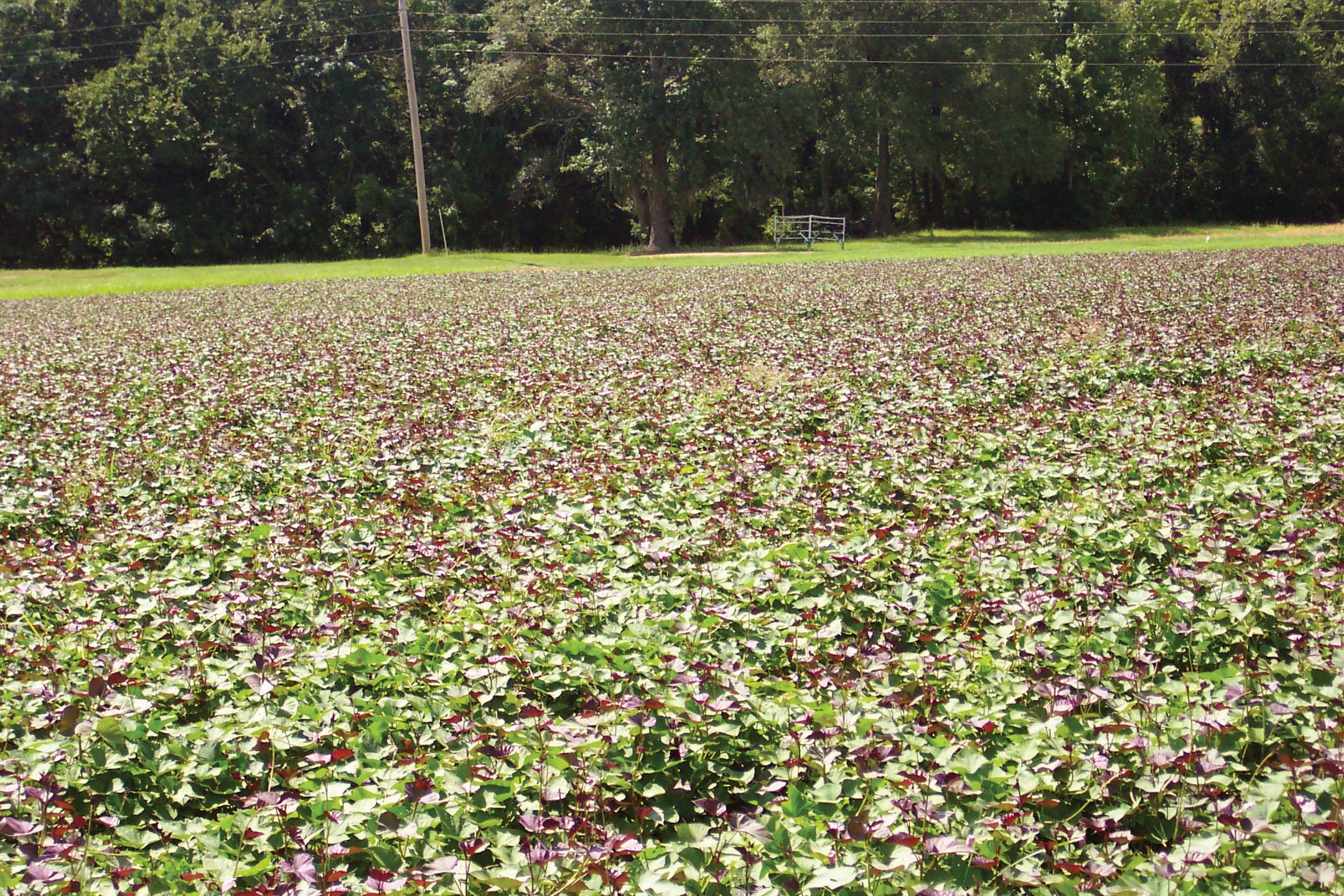 sweet potato field