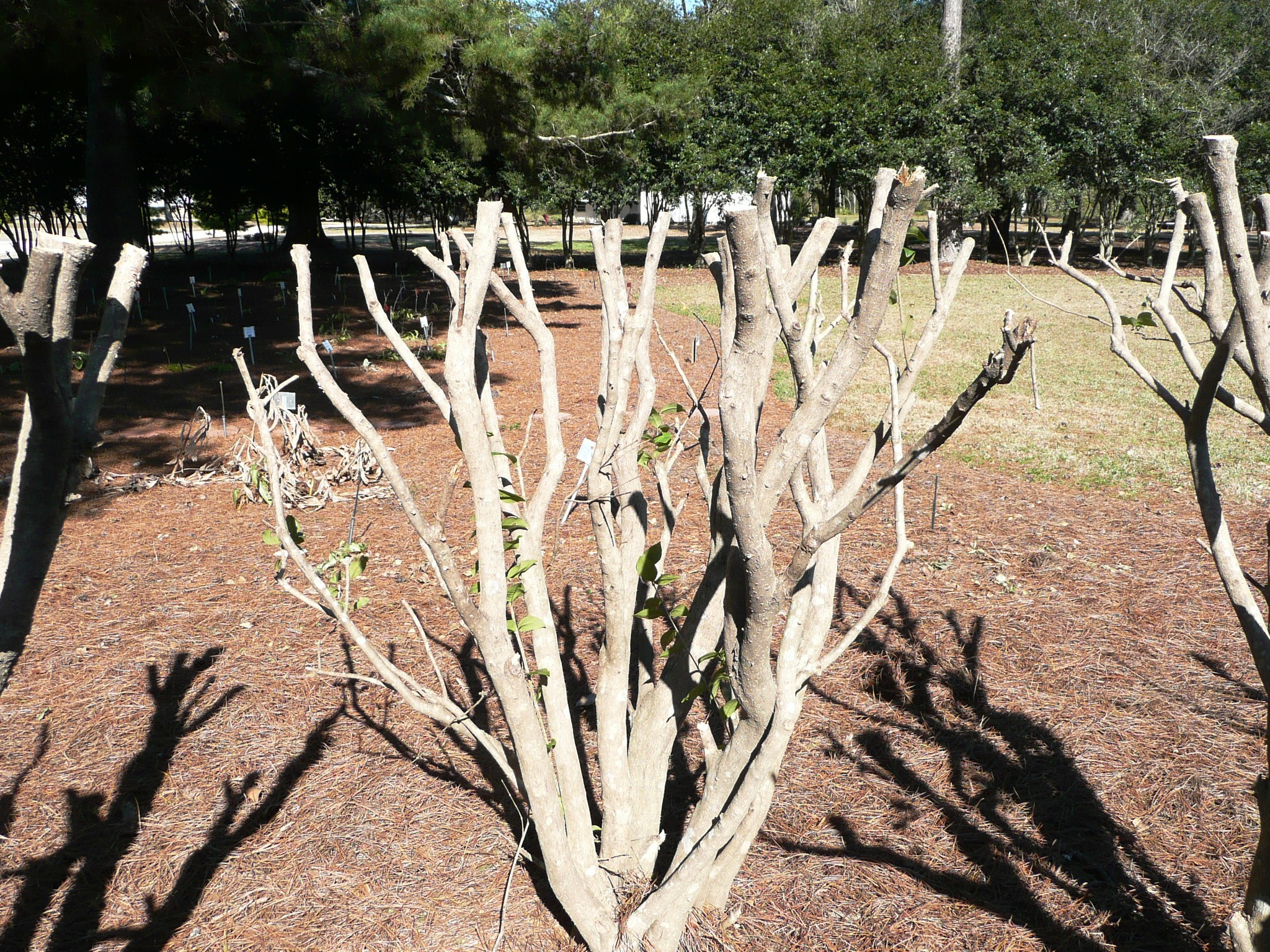 pruning ligustrum