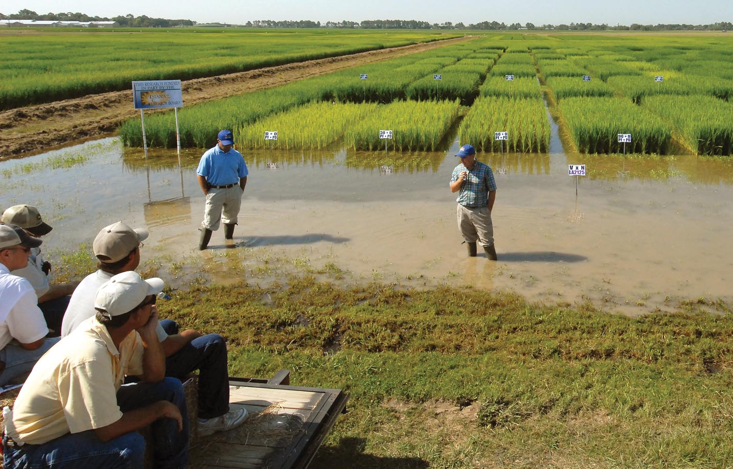 Pre-flood Nitrogen Applications in Rice