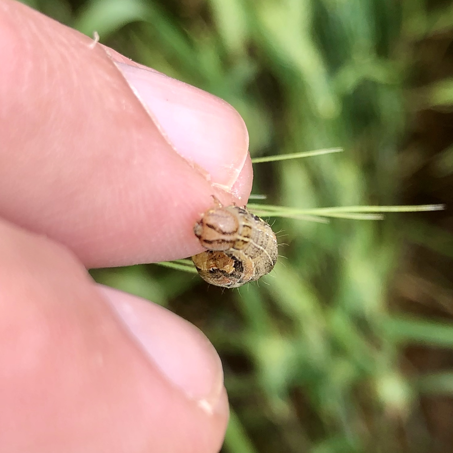True Armyworms in Field Crops and Pastures
