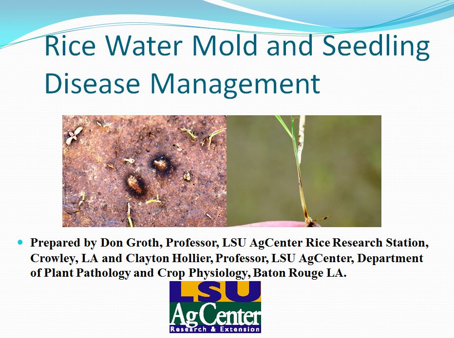 Rice Water Mold and Seedling Disease Management 2012