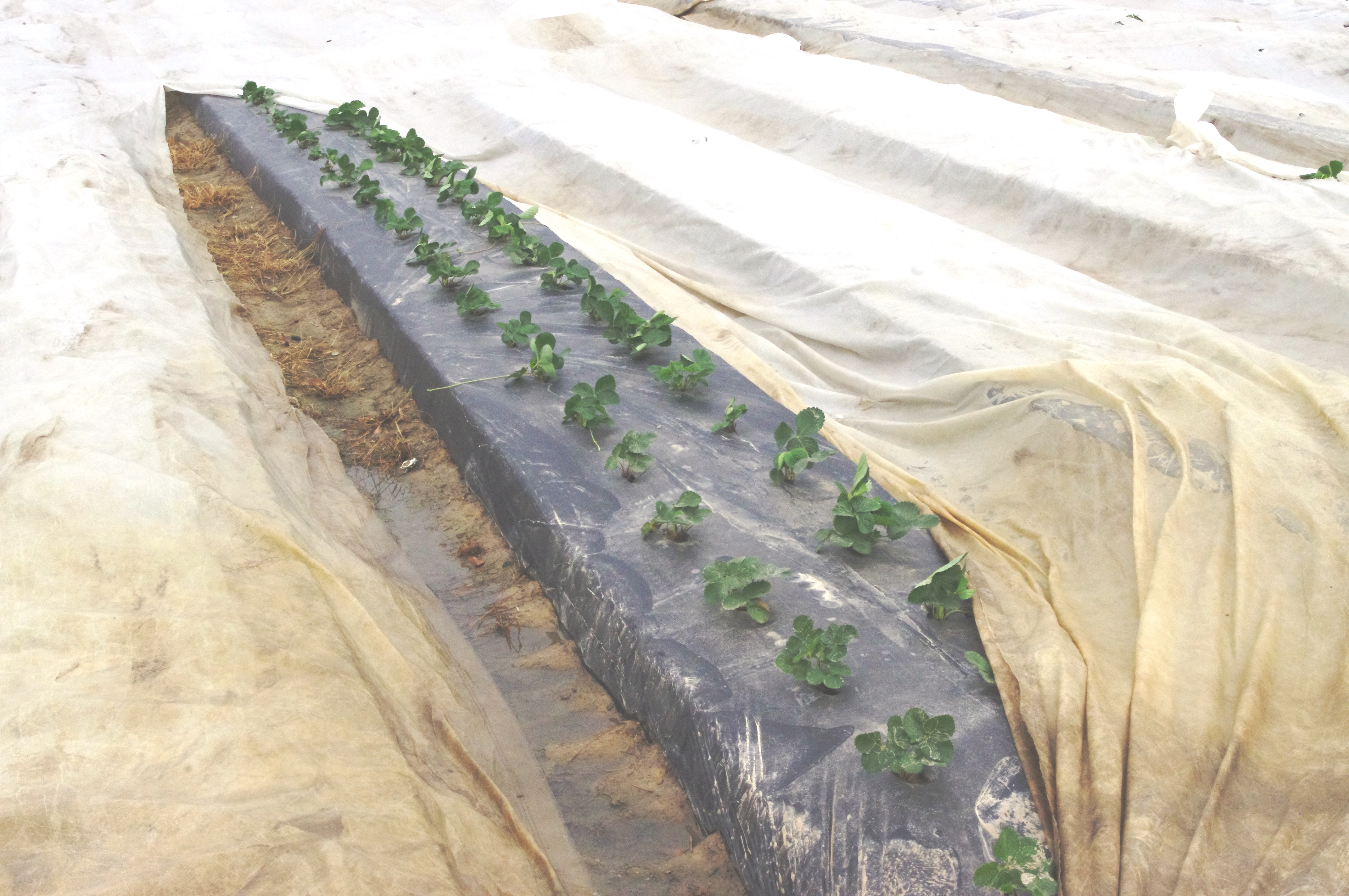 Cover your fall vegetable garden? It depends