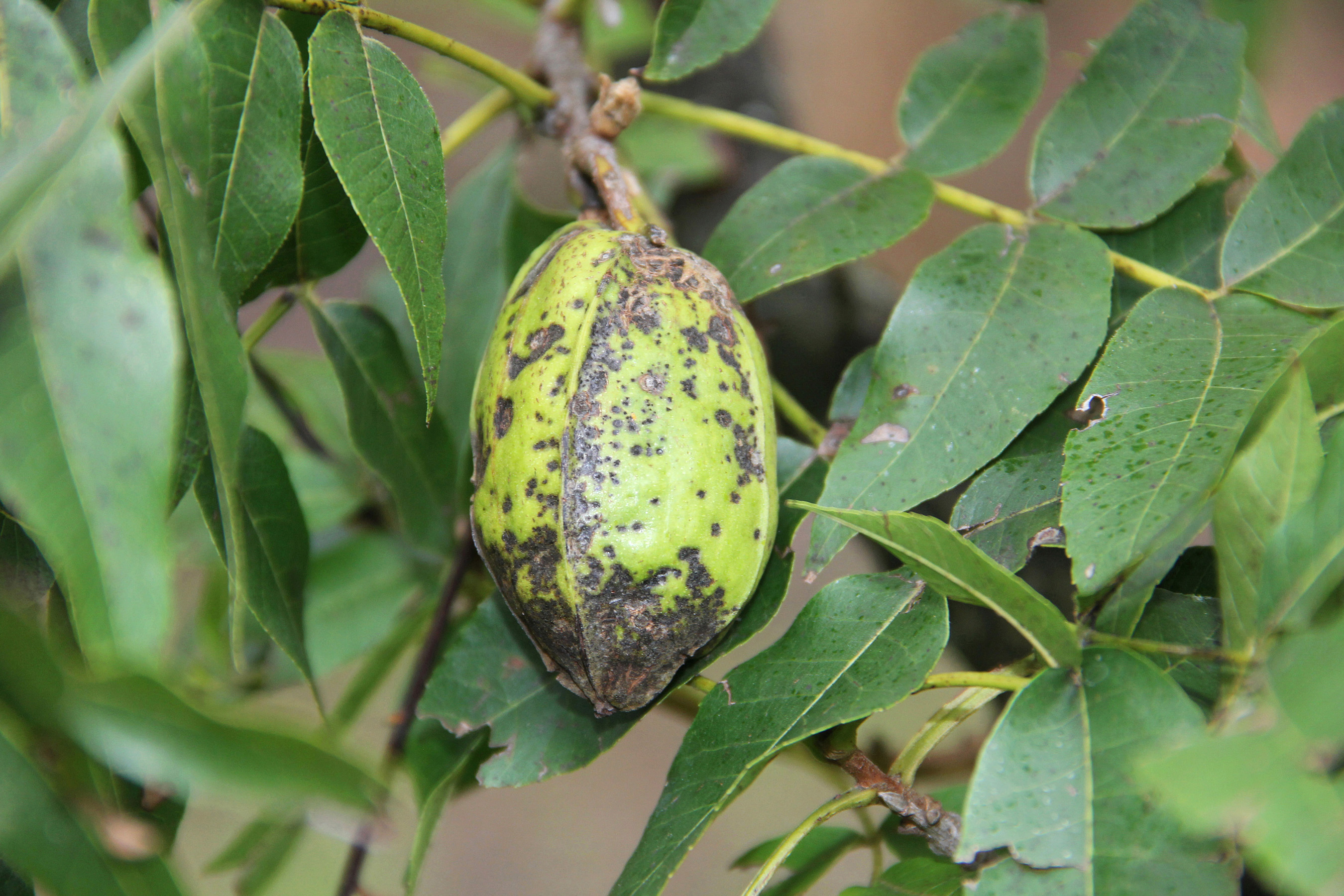 Pecan Tree Woes