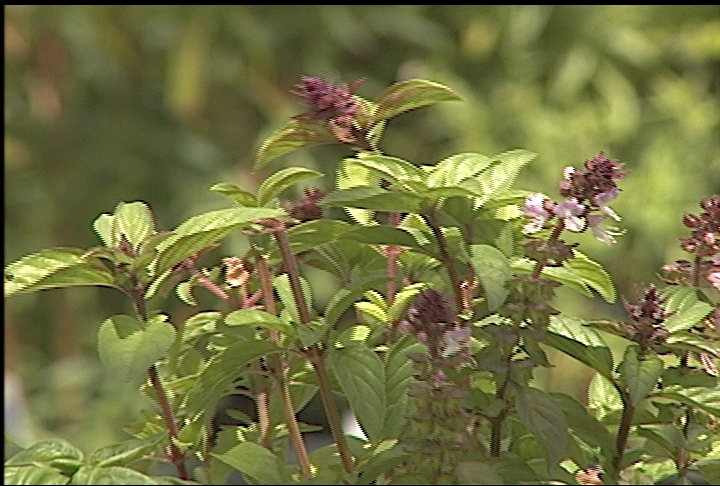 Basil is favorite herb among gardeners