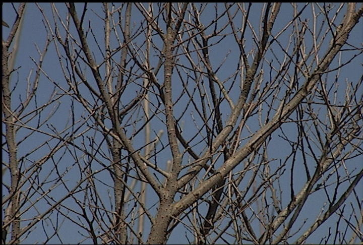 Choose trees based on trunk structure
