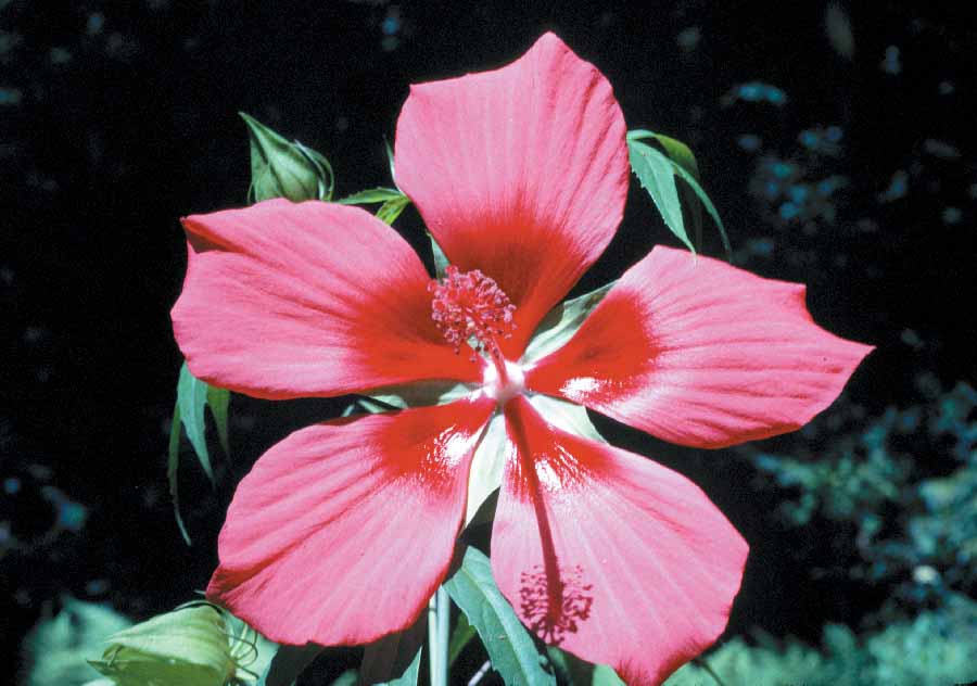 Hibiscus